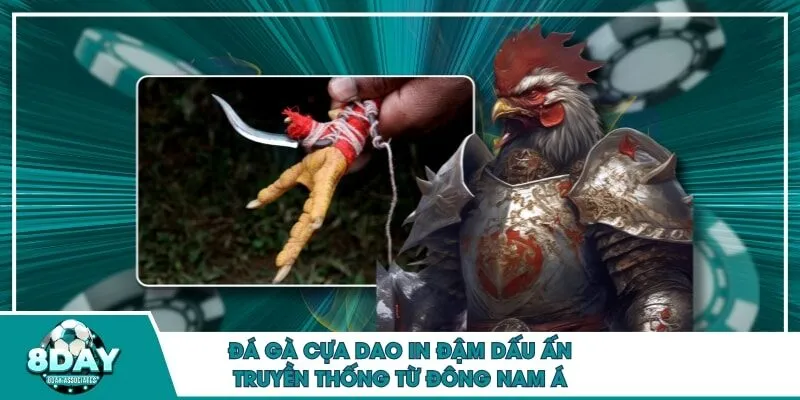 Đá gà cựa dao